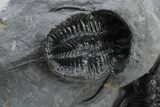 Devil Horned Cyphaspis Walteri Trilobite Cluster #226075-5